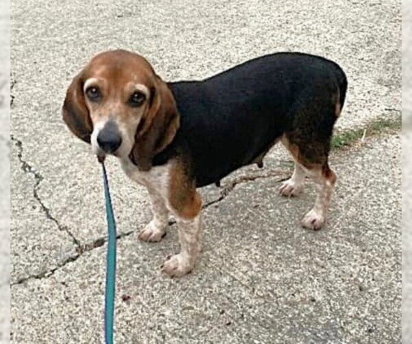 Medium Photo #2 Beagle Puppy For Sale in Dunnellon, FL, USA