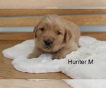 Small #2 Golden Retriever