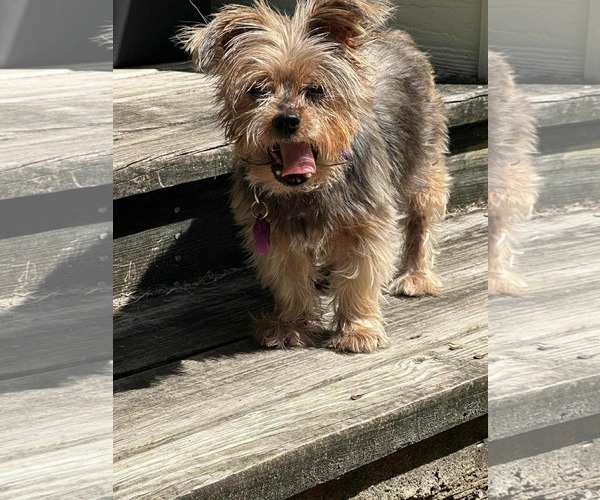 Medium Photo #5 Chihuahua-Unknown Mix Puppy For Sale in Princeton, MN, USA