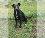 Small #3 Mutt