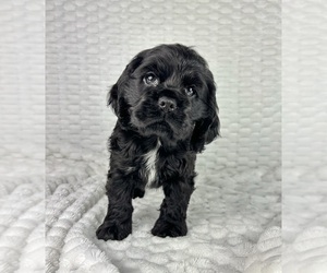 Cocker Spaniel Puppy for sale in FRANKLIN, IN, USA