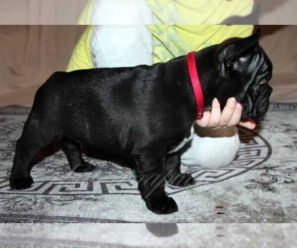 Medium Photo #2 French Bulldog Puppy For Sale in Moscow, Moscow, Russia