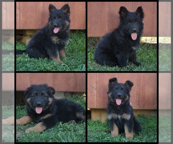 Medium Photo #1 German Shepherd Dog Puppy For Sale in COUCH, MO, USA