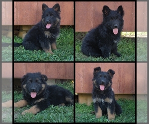 German Shepherd Dog Puppy for sale in COUCH, MO, USA