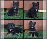 Image preview for Ad Listing. Nickname: Litter of 5