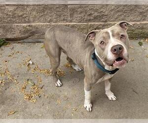 American Pit Bull Terrier Dogs for adoption in Aurora, IL, USA