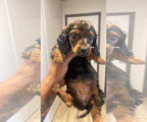 Dachshund Puppy for sale in CALDWELL, TX, USA