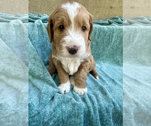 Goldendoodle (Miniature) Puppy for Sale in FORT THOMAS, Kentucky USA