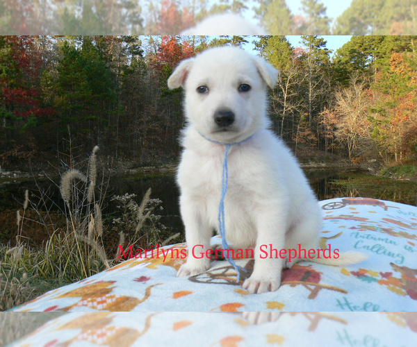 Medium Photo #4 German Shepherd Dog Puppy For Sale in PIEDMONT, MO, USA