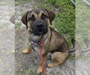 Boxer-Unknown Mix Dogs for adoption in Fort Lauderdale, FL, USA