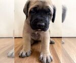 Small #17 Mastiff