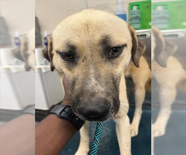 Medium Photo #1 Anatolian Pyrenees Puppy For Sale in Mobile, AL, USA