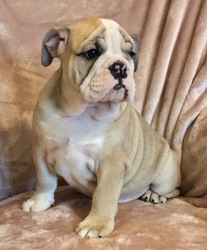 English Bulldog Puppy for sale in CHARLESTON, SC, USA