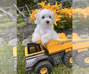 Maltese Puppy for sale in MIDDLEBURY, IN, USA