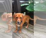 Small #1 Beagle Mix