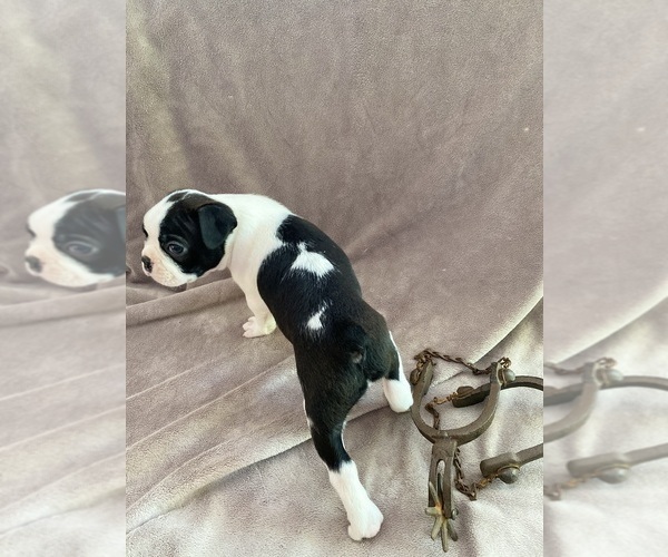 Medium Photo #3 Boston Terrier Puppy For Sale in LOOMIS, CA, USA