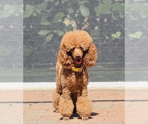 Mother of the Poodle (Miniature) puppies born on 03/18/2026