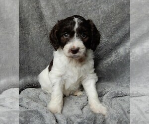 Labradoodle Puppy for sale in FREDERICKSBURG, OH, USA