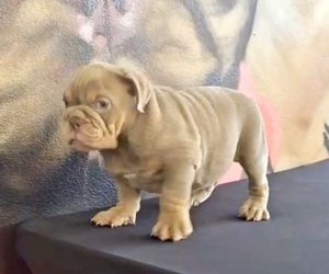 Shih Tzu Puppy for sale in TAMPA, FL, USA