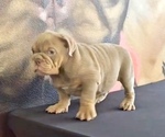 Small Photo #1 English Bulldog Puppy For Sale in TAMPA, FL, USA
