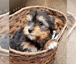Small Photo #12 Yorkshire Terrier Puppy For Sale in NEWCASTLE, CA, USA