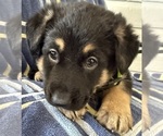 Small #6 German Shepherd Dog