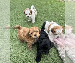 -Maltipoo Mix Puppy for sale in ONTARIO, CA, USA