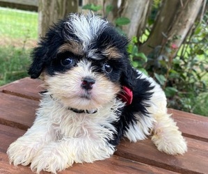 Cavapoo Puppy for sale in HICKORY, NC, USA