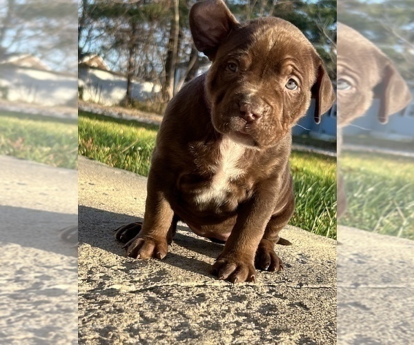 Medium Photo #4 American Bully Puppy For Sale in MANSFIELD, OH, USA