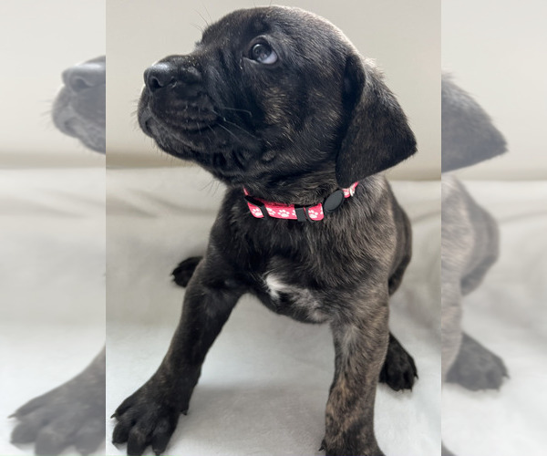 Medium Photo #18 Cane Corso Puppy For Sale in WILMORE, KY, USA