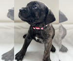 Small #16 Cane Corso