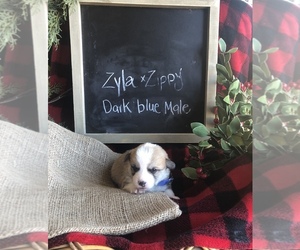Pembroke Welsh Corgi Puppy for sale in PIEDMONT, OK, USA