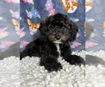 Small #1 Poodle (Standard)