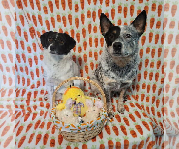 Medium Photo #2 Mutt Puppy For Sale in FAIRLAWN, OH, USA