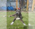 Small American Pit Bull Terrier-American Staffordshire Terrier Mix