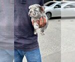 Small Photo #31 French Bulldog Puppy For Sale in ATLANTA, GA, USA