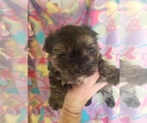 Morkie Puppy for sale in KENDALL, WI, USA