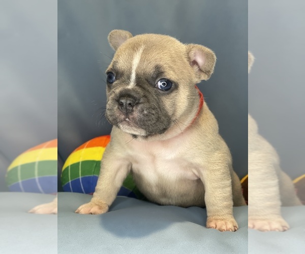 Medium Photo #16 Faux Frenchbo Bulldog Puppy For Sale in HOODSPORT, WA, USA