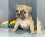 Small #2 Faux Frenchbo Bulldog