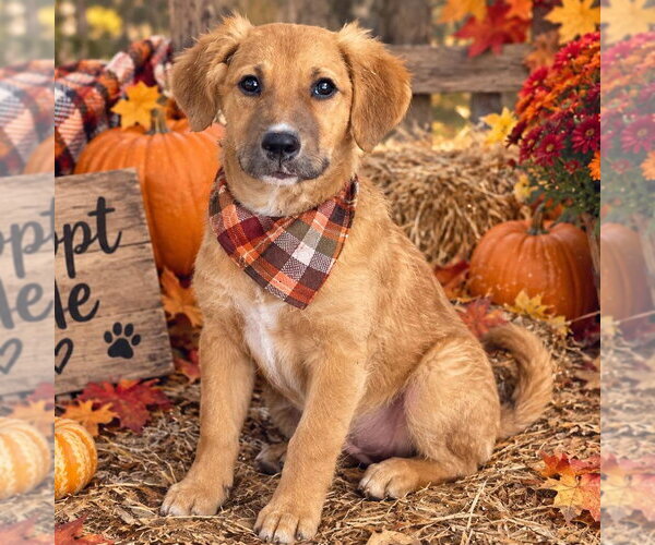 Medium Photo #4 - Mix Puppy For Sale in Yardley, PA, USA