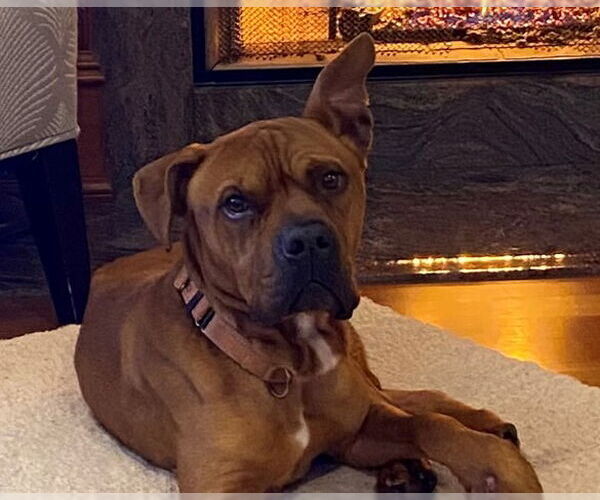 Medium Photo #1 American Staffordshire Terrier-Boxer Mix Puppy For Sale in Sayreville, NJ, NJ, USA