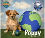 Small #5 Tibetan Spaniel