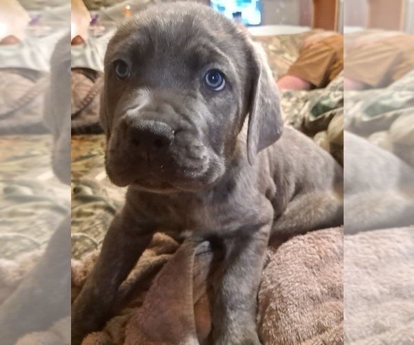 Medium Photo #1 Cane Corso Puppy For Sale in MEDARYVILLE, IN, USA