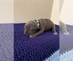 Small Photo #17 American Bully Puppy For Sale in BATON ROUGE, LA, USA