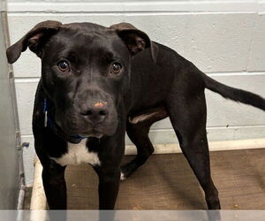 Labrador Retriever-Unknown Mix Dogs for adoption in Tavares, FL, USA