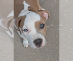 Puppy Gabby American Bully