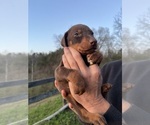 Small #6 Doberman Pinscher