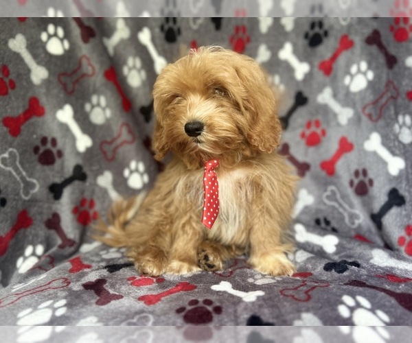 Medium Photo #3 ShihPoo Puppy For Sale in LAKELAND, FL, USA