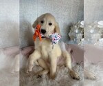 Small #2 English Cream Golden Retriever