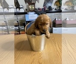 Small Photo #11 Golden Retriever Puppy For Sale in BRANDON, FL, USA